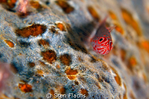 red spotted fish by Stan Flachs 